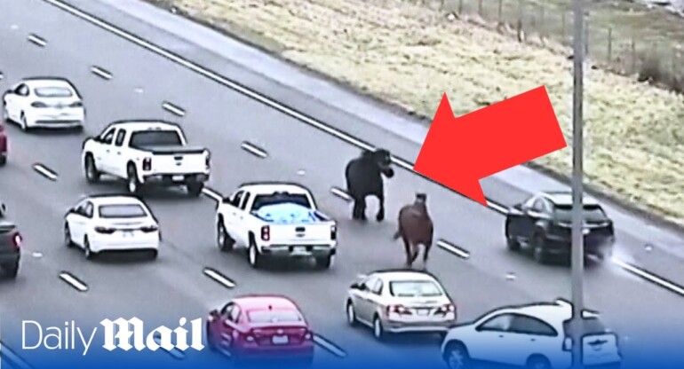 Mischievous police horses bring traffic to a standstill in Ohio's after escaping from their stables