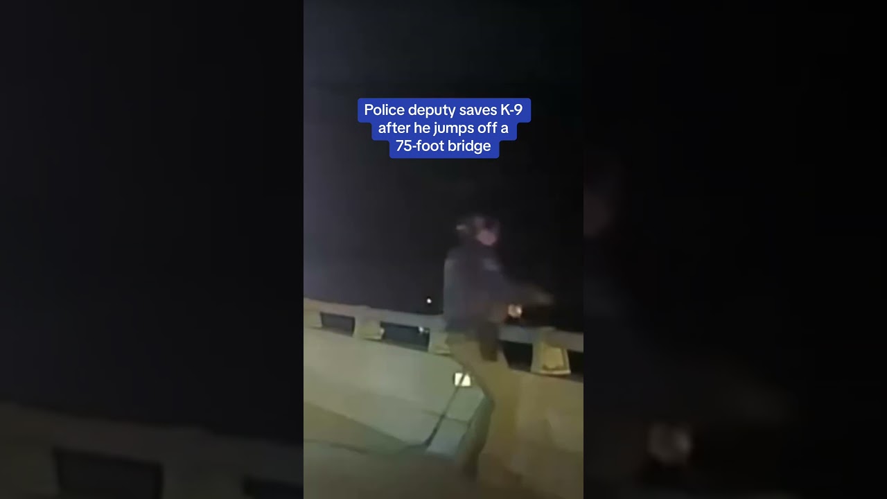 your local bury taxi march 25, 2024 police deputy saves k-9 dog after he jumps off a 75 foot bridge