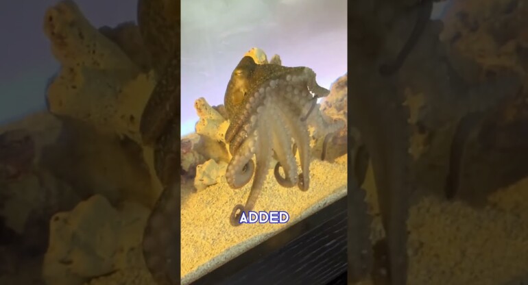 A SHOCKING TWIST for these octopus owners... 😳