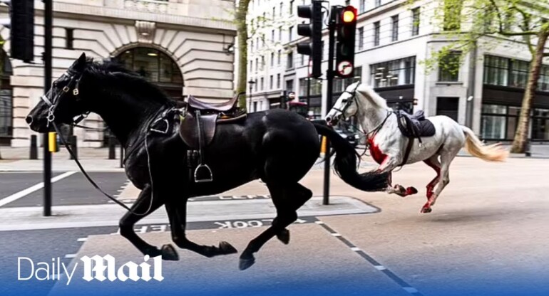 Five injured as escaped Household Cavalry horses bolt through London in six mile rampage