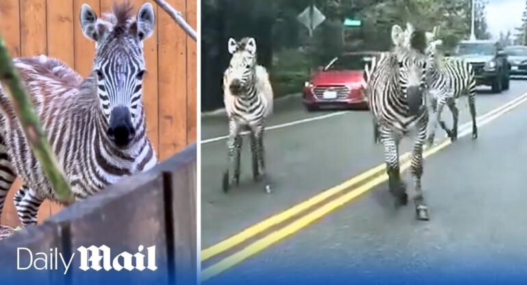 Chaos in Washington: Four runaway zebras cause mayhem along US highway