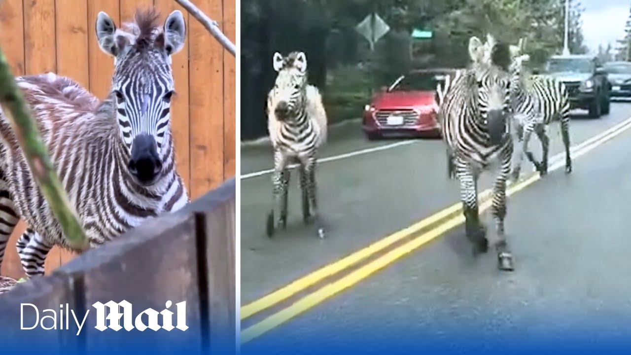 Chaos in Washington: Four runaway zebras cause mayhem along US highway