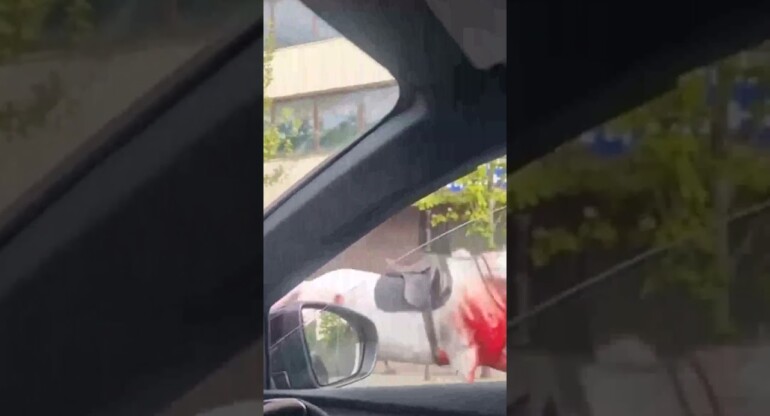 Terrified driver films as two horses, one covered in blood, run through Central London