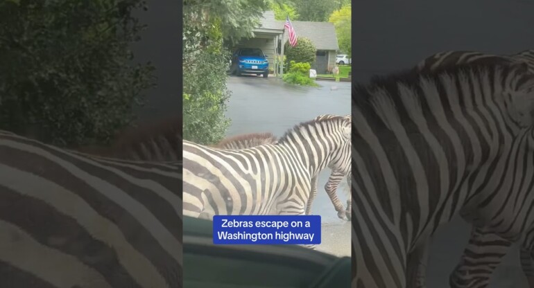 Zebras ESCAPE on a Washington highway ðŸ˜