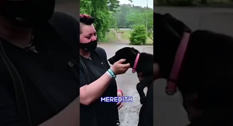 The German Shepherd that was seen chasing the car that abandoned it has been rescued ❤️