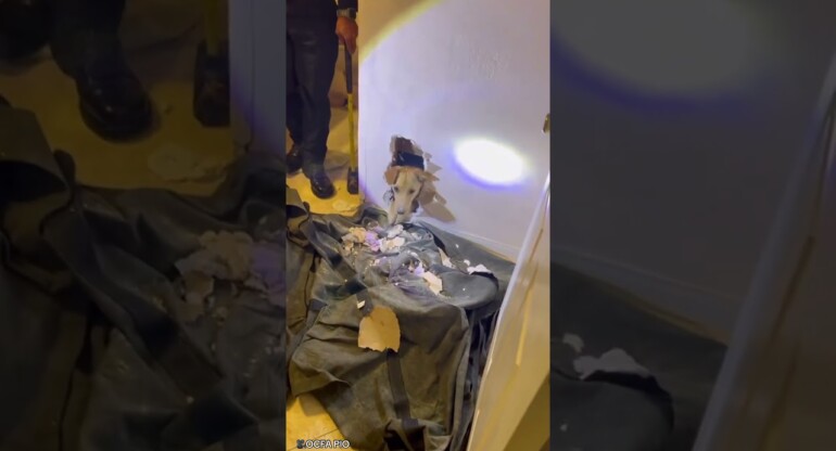 Moment firefighters rescue puppy trapped INSIDE wall