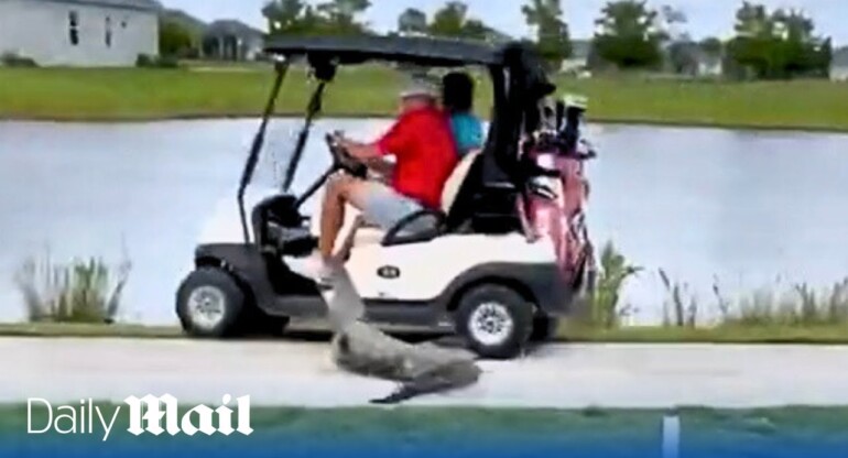 Alligator charges towards golf cart leaving driver heading for a pond as he veers off the path