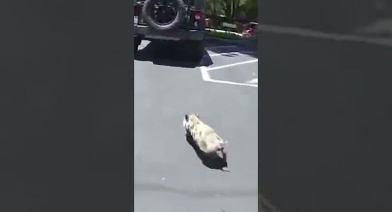 Cops chase 'Pickles' the pet pig 🐷