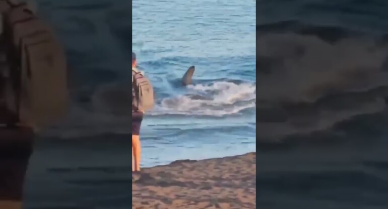 This is the terrifying moment a 7-foot SHARK swam full speed towards the shore 😳
