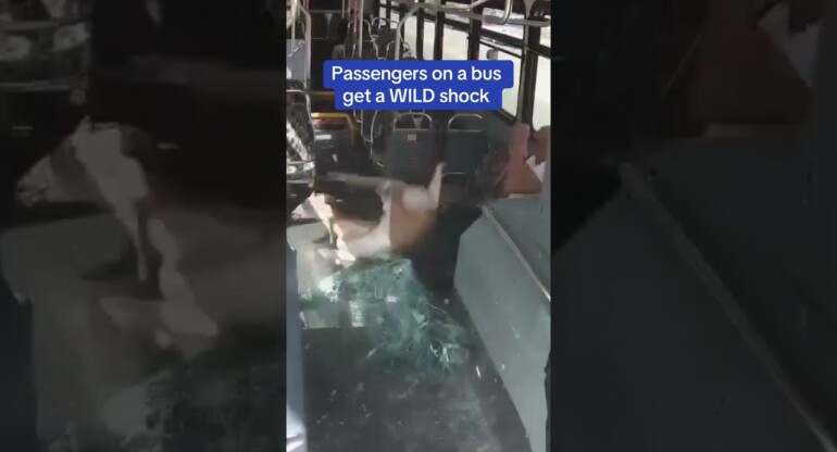Oh deer! 🦌 Passengers on a bus get a WILD shock