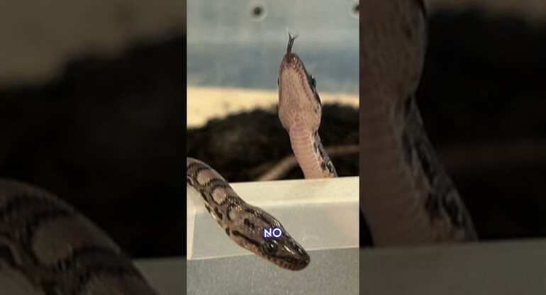 Virgin 'male' snake GIVES BIRTH?!