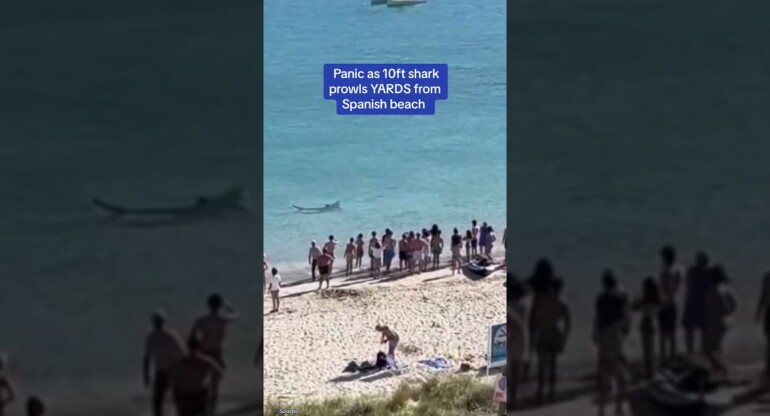 Beachgoers panic as 10FT shark seen by Spanish beach