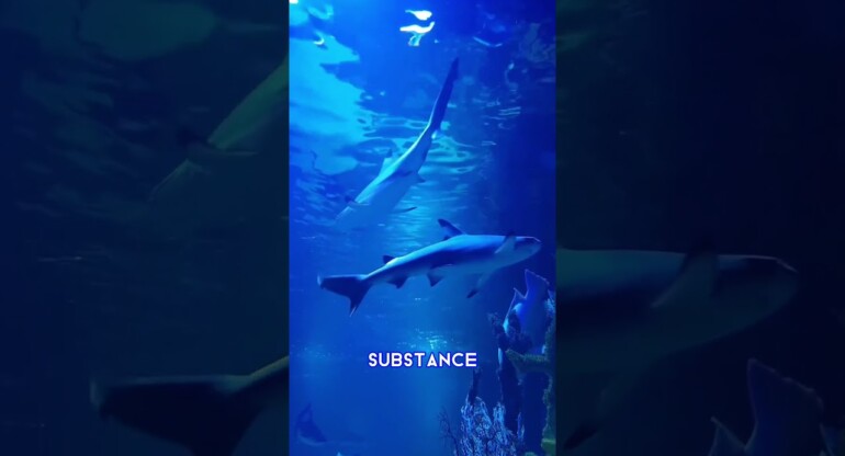 'Cocaine sharks' found in Brazil 😳