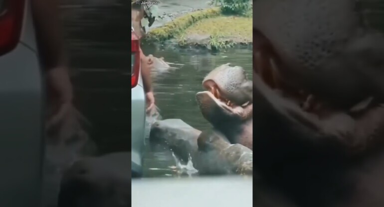 'Idiot tourist' throws plastic bag into hippo's mouth