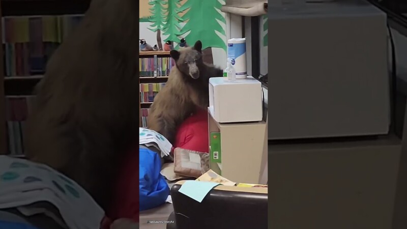Funny moment a BEAR breaks into classroom and has to be escorted out ...