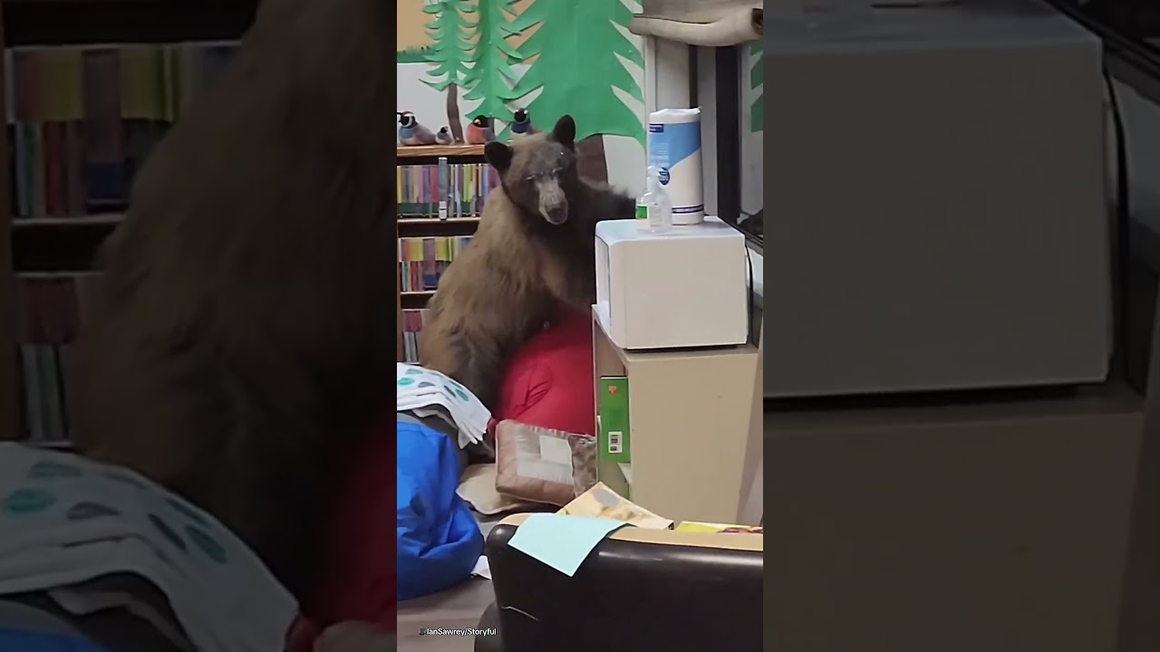 your local bury taxi august 13, 2024 funny moment a bear breaks into classroom and has to be escorted out