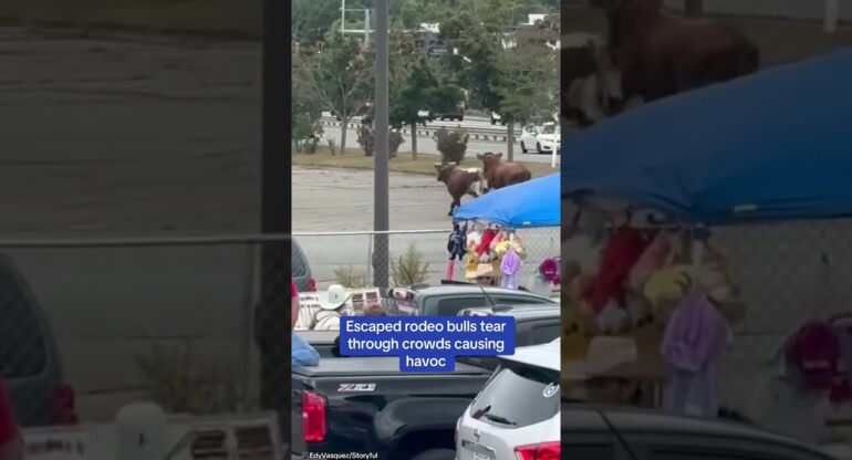 Escaped rodeo bulls TEAR through crowds causing HAVOC