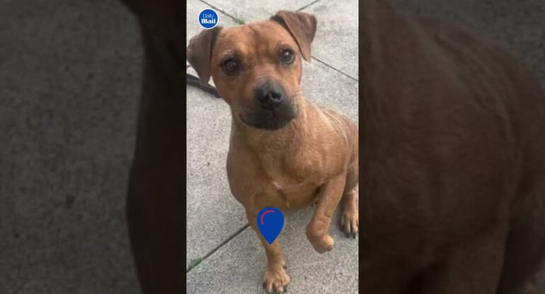 Dog freed a week after falling into crevice of rock face