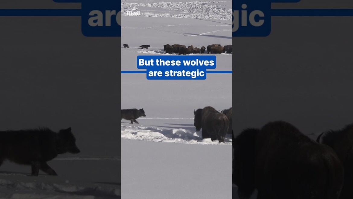 your local bury taxi february 12, 2025 intense standoff between wolves and bison herd