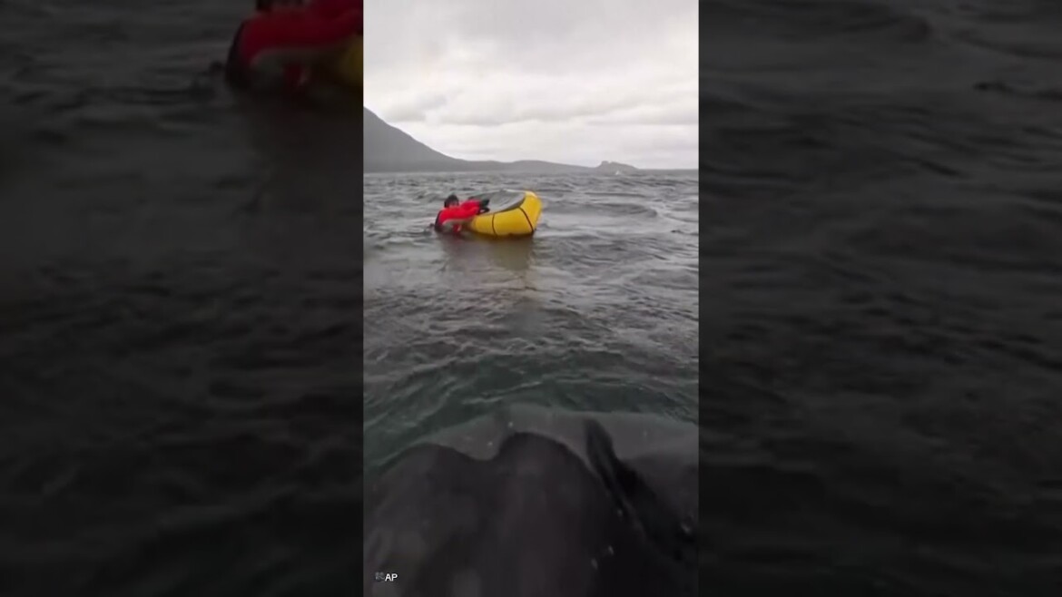 your local bury taxi february 14, 2025 kayaker swallowed whole by humpback whale
