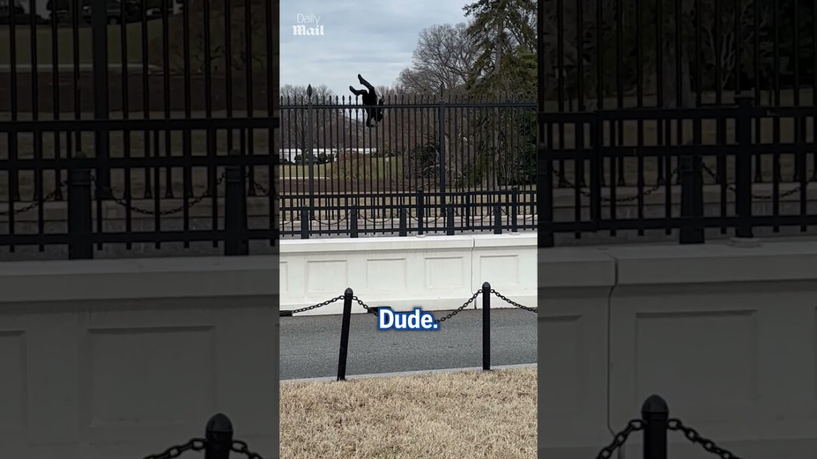 your local bury taxi february 5, 2025 secret service stop man climbing white house fence